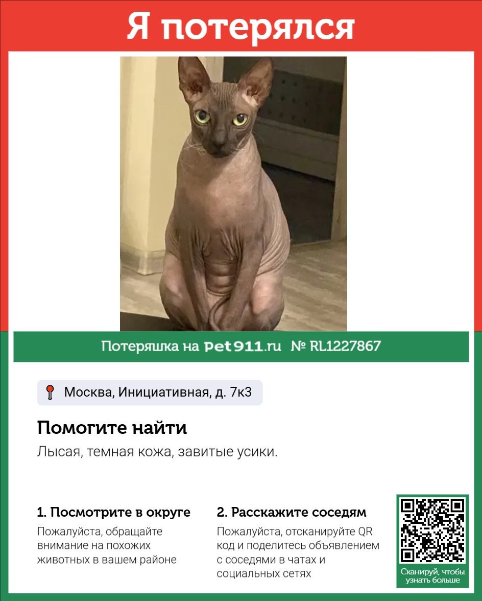 Найдена кошка в Реутове — фото объявления