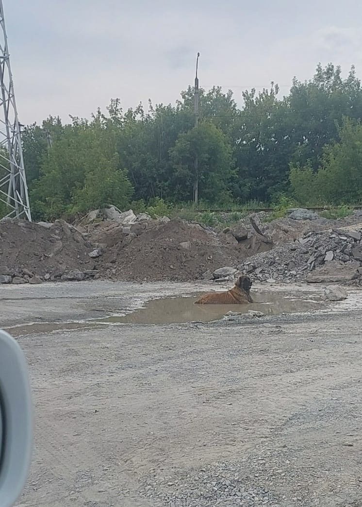 Найдена собака в Бердске — фото объявления