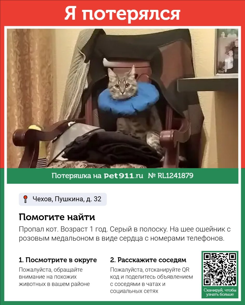 Найдена кошка в Реутове — фото объявления