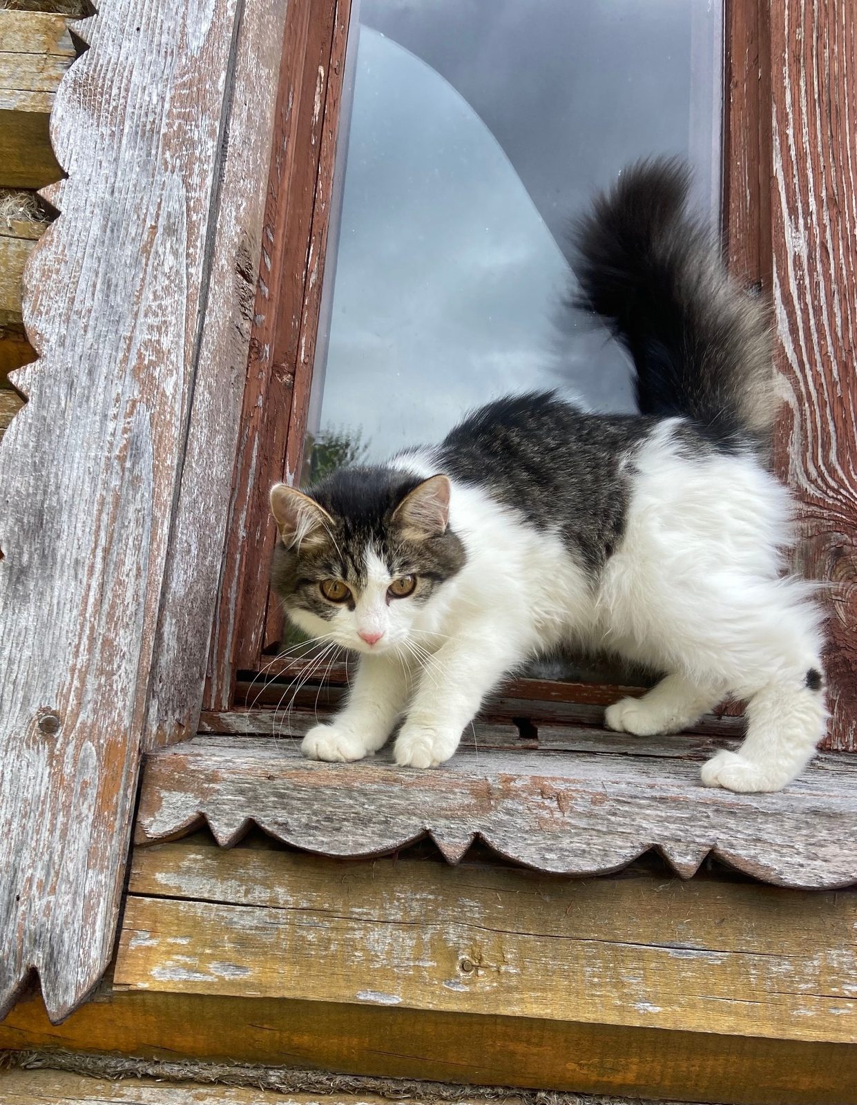 Найдена кошка в Чехове — фото объявления