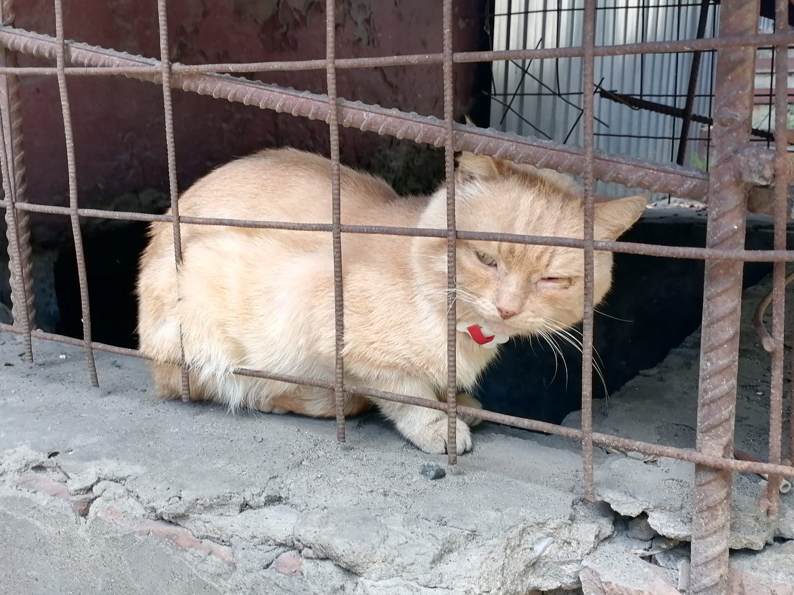 Найдена кошка в Барнауле — Светлый с ошейником