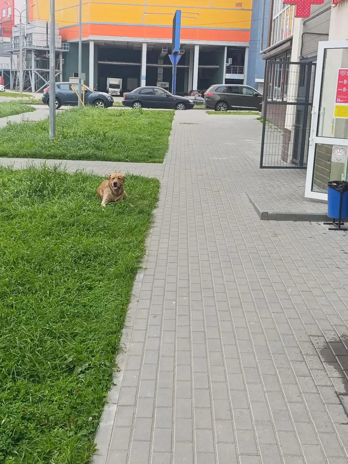 Найдена собака в Нижнем Новгороде — В жк облака (Нижний Новгород, Деловая,22) бегает собака,
