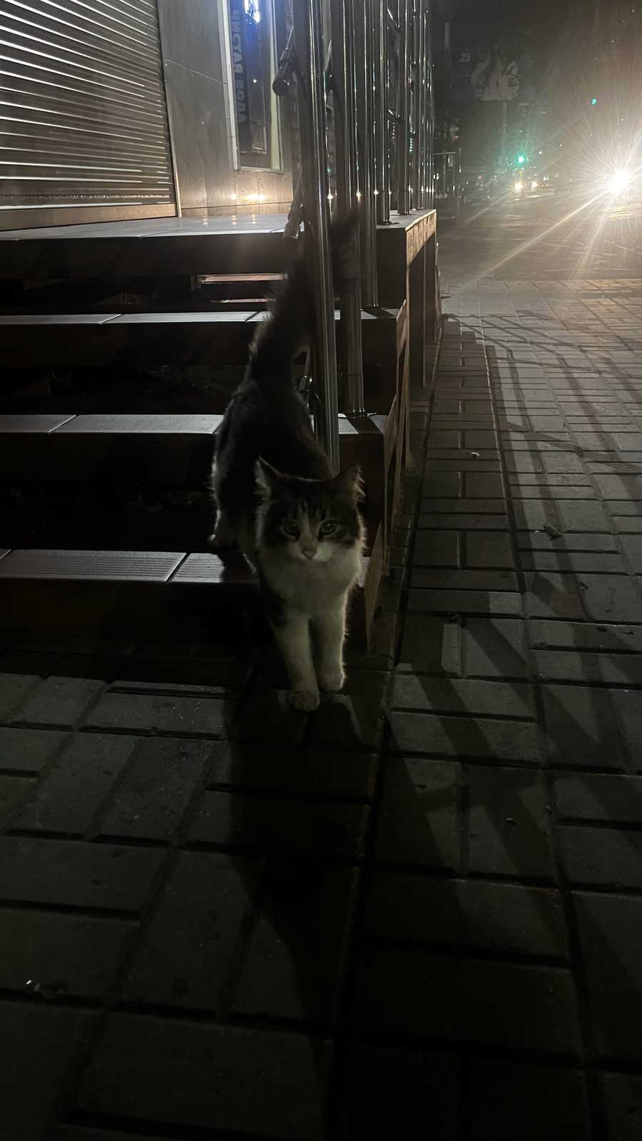 Найдена кошка в Воронеже — фото объявления