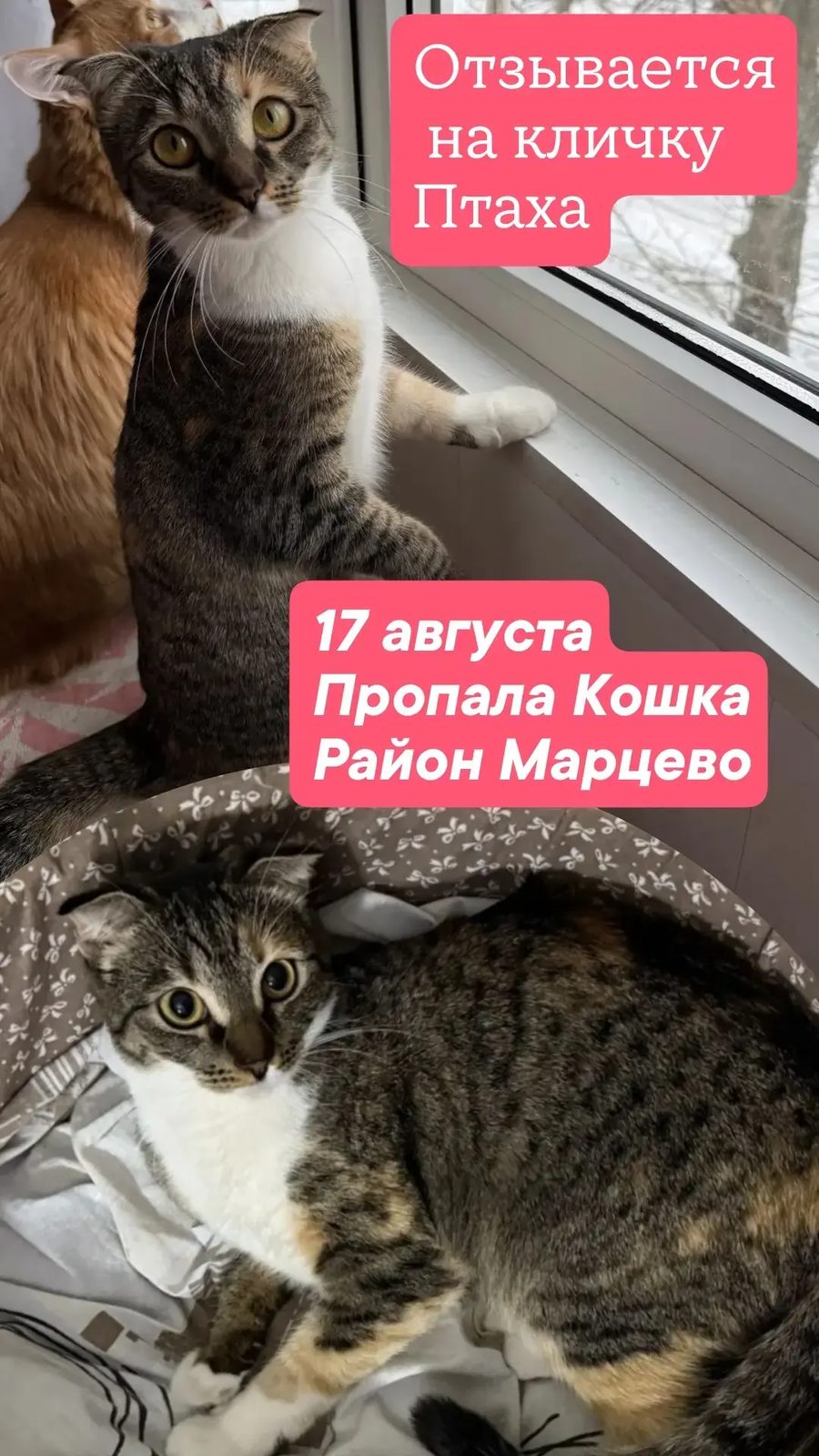 Пропала кошка в Таганроге — фото объявления