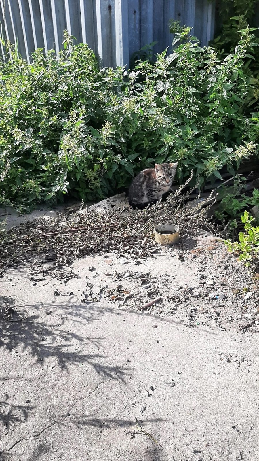 Найдена кошка в Архангельске — фото объявления