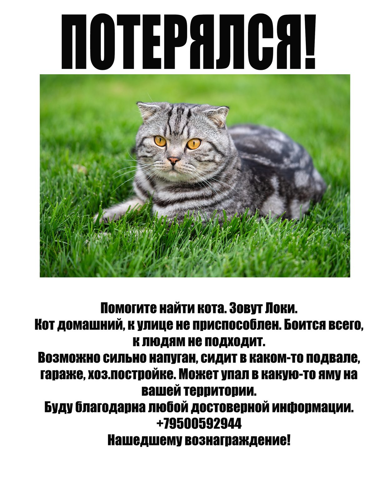 Пропала кошка в Иркутске — фото объявления