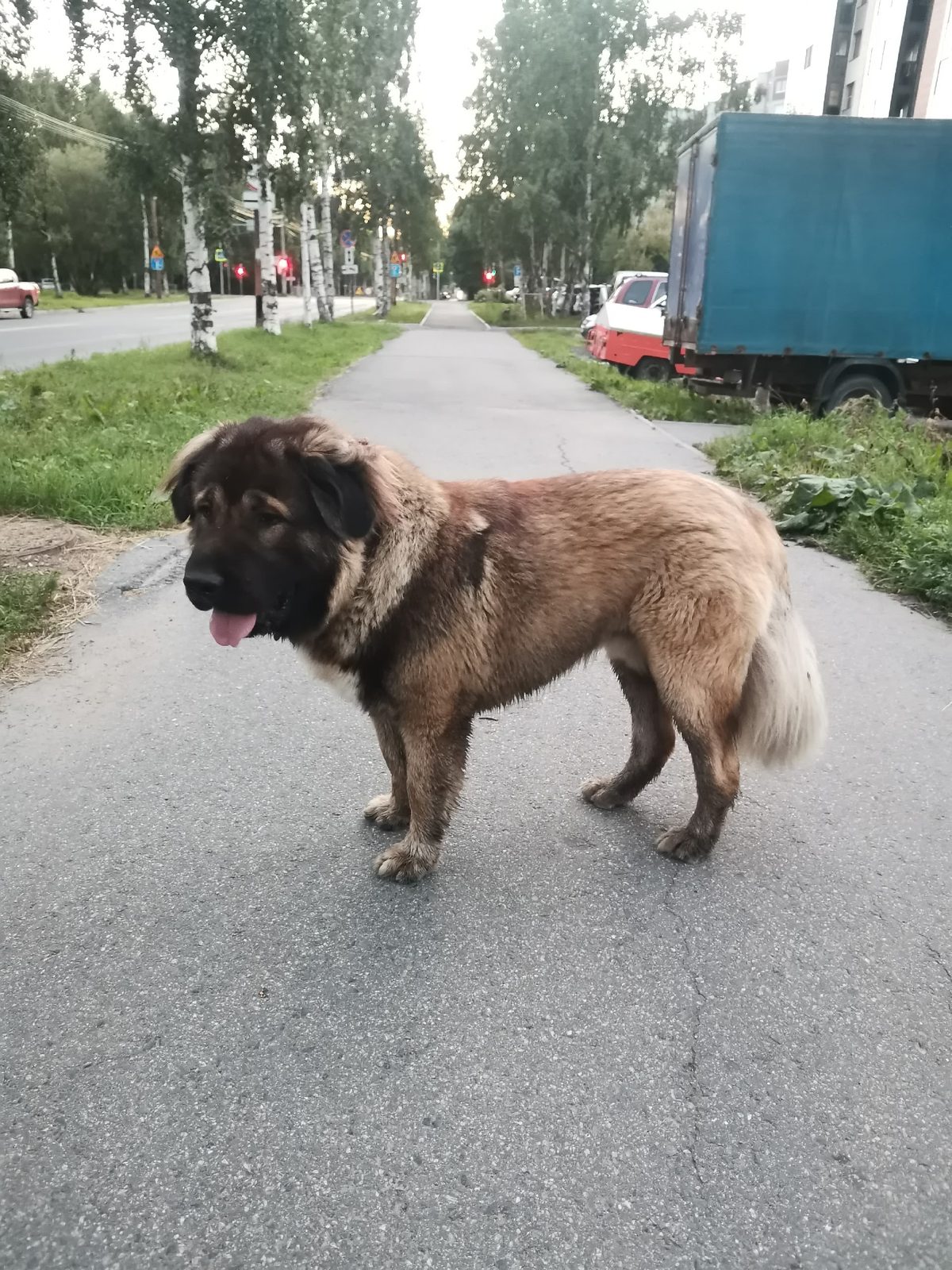 Объявление о питомце в Архангельске — фото объявления