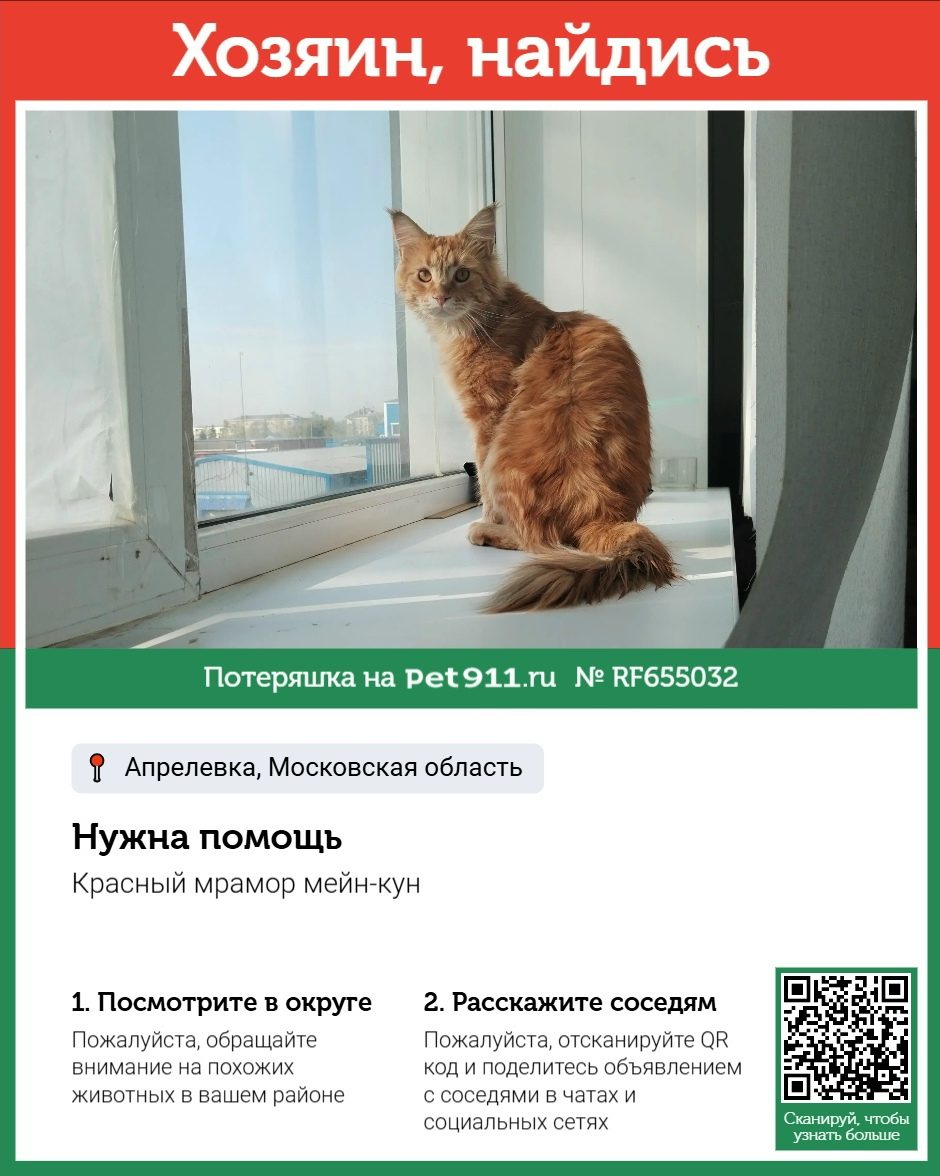 Найдена кошка в Реутове — фото объявления