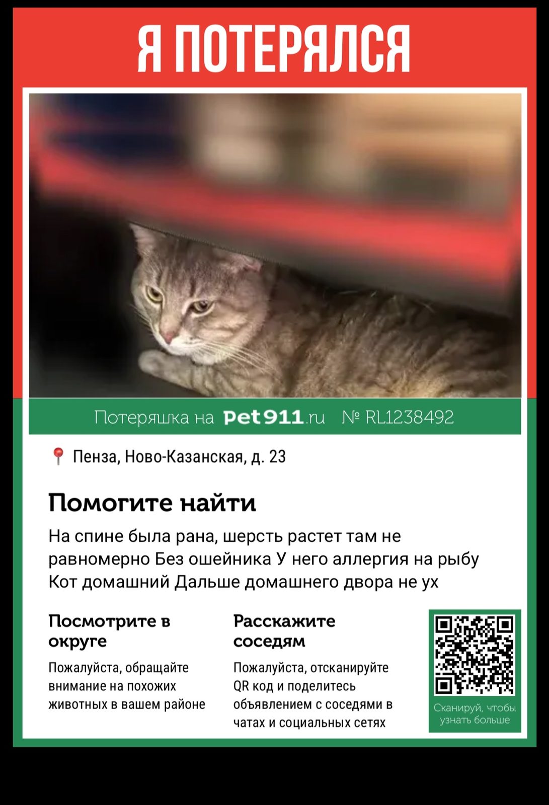 Найдена кошка в Пензе — фото объявления