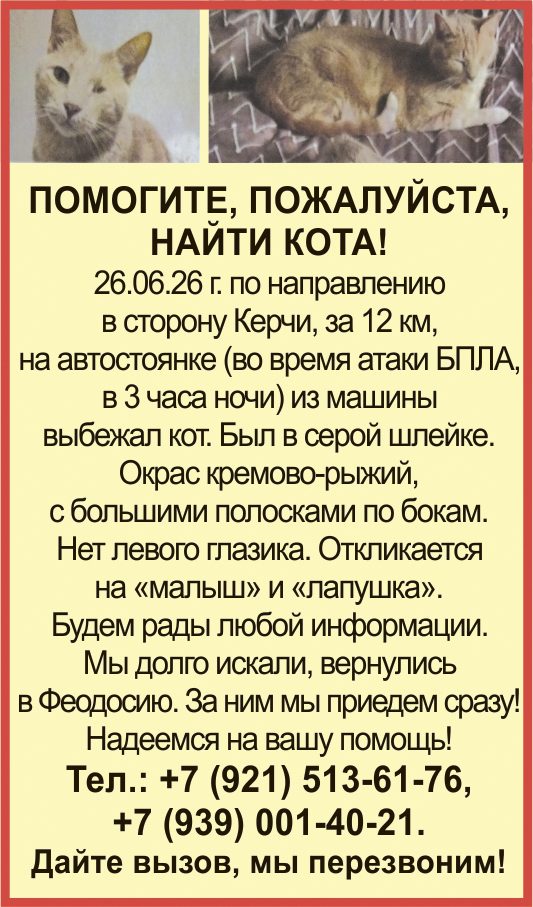 Пропала кошка в Керчи — фото объявления