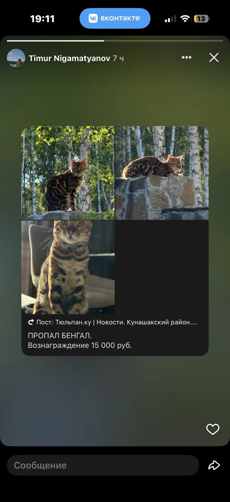 Пропала кошка в Челябинске — Бедный котейка Друзей