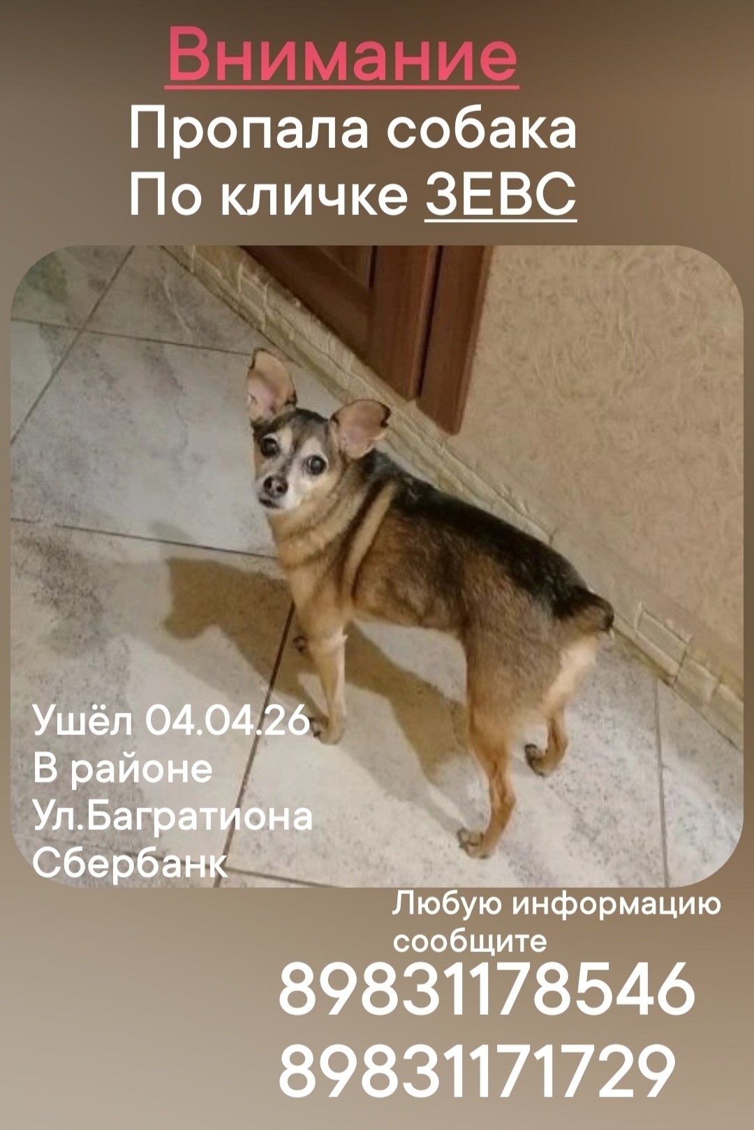 Пропала собака в Омске — фото объявления
