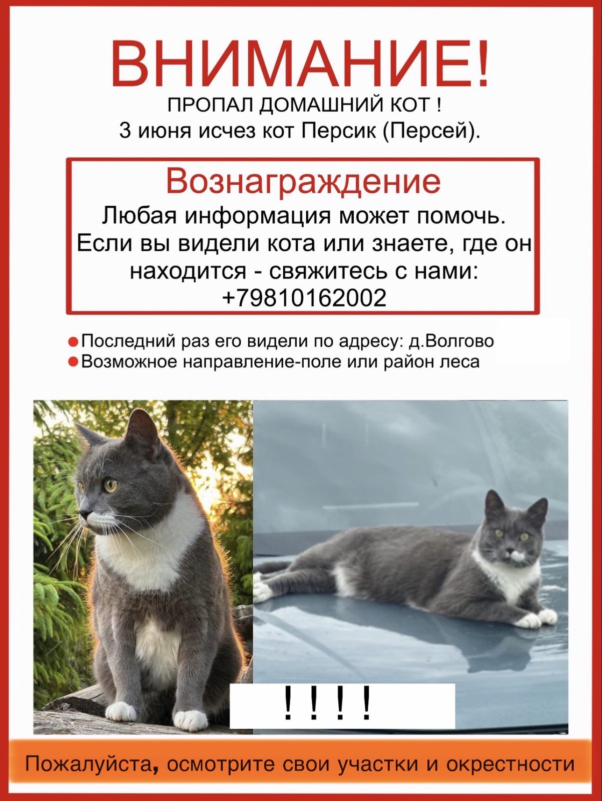 Пропала кошка в Волосове — персик/персей