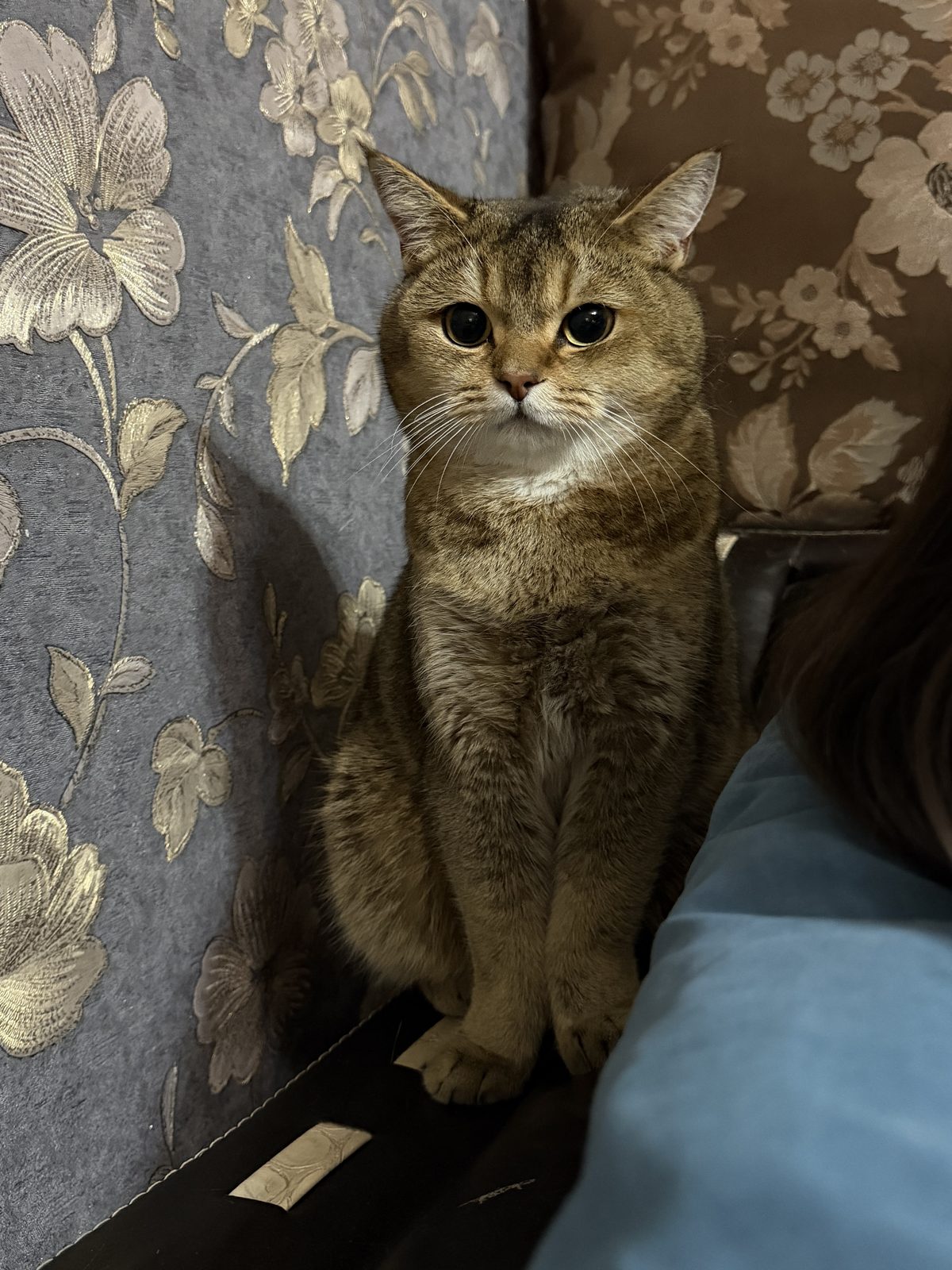 Найдена кошка в Сургуте — Кошка шотландская
