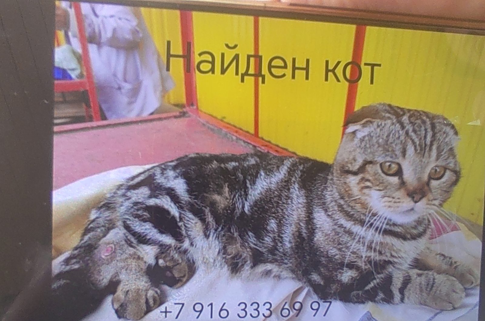 Найдена кошка в Рузе — фото объявления