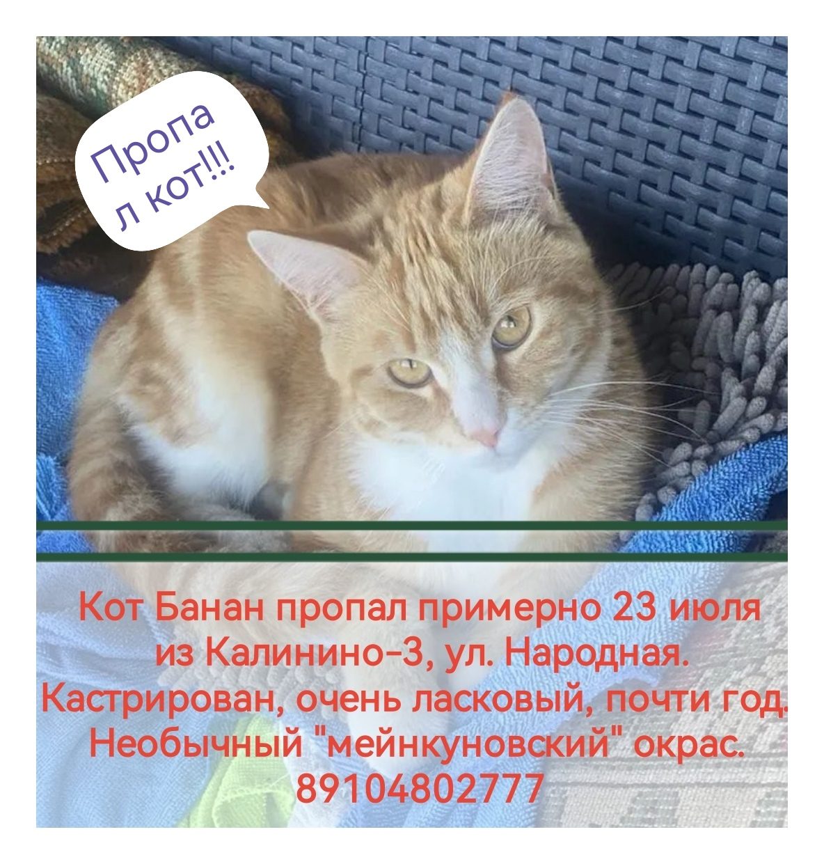 Пропала кошка в Абакане — фото объявления