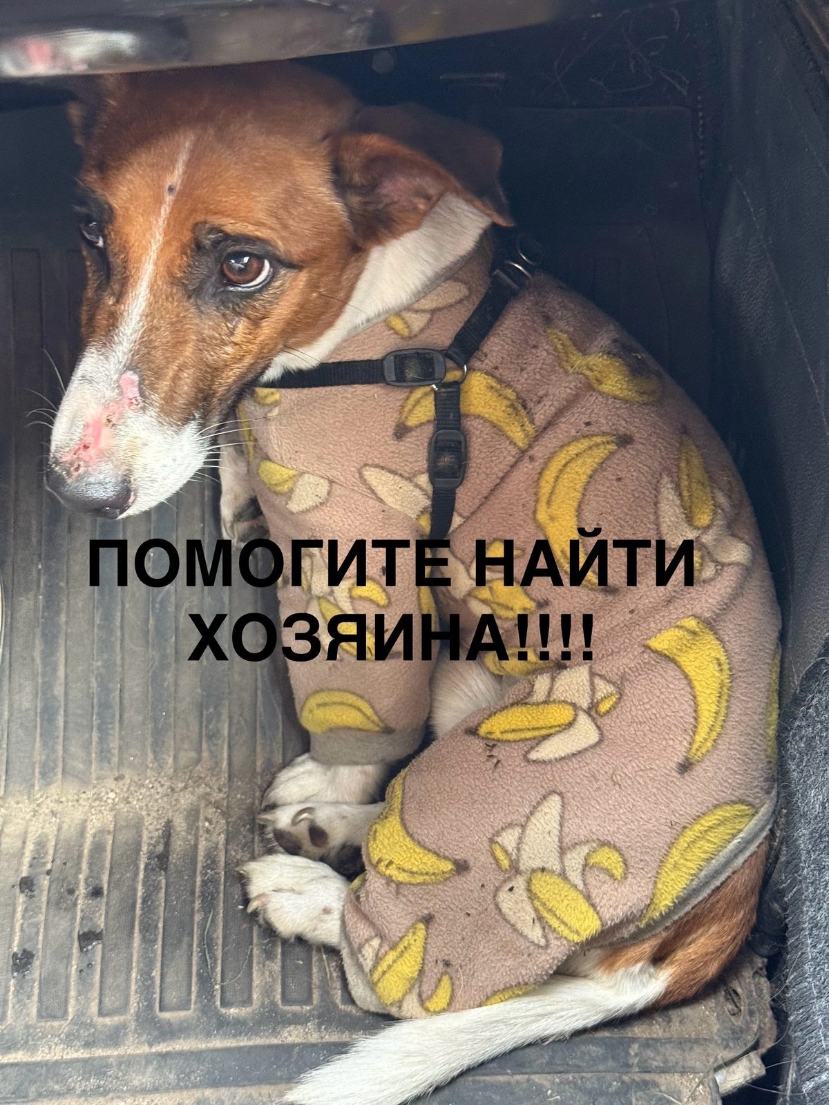 Найдена собака в Электростали — Помогите найти хозяина 🆘