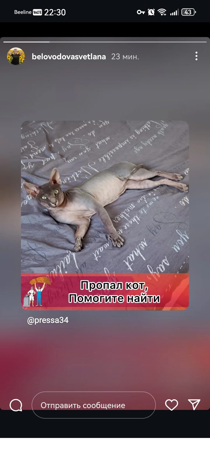 Пропала кошка в Михайловке — фото объявления