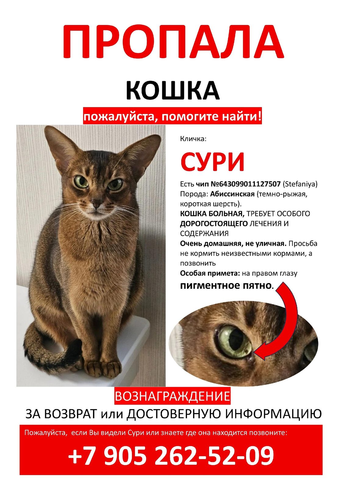 Пропала кошка в Санкт-Петербурге — Помогите найти кошку!