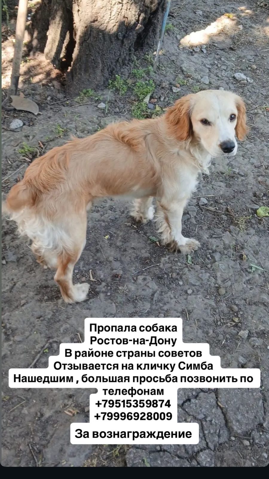 Пропала собака в Ростове-на-Дону — фото объявления