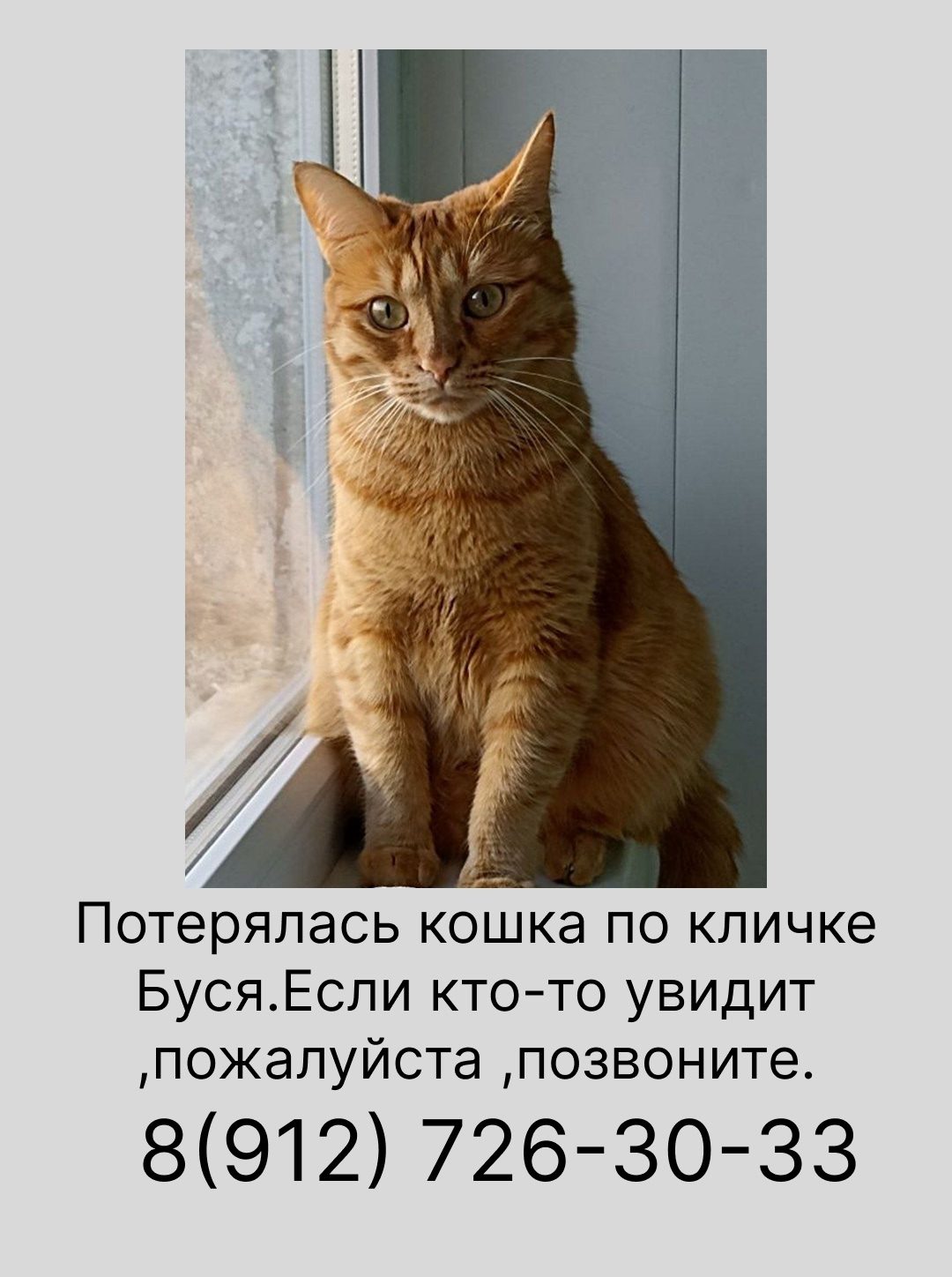 Пропала кошка в Кирове — фото объявления