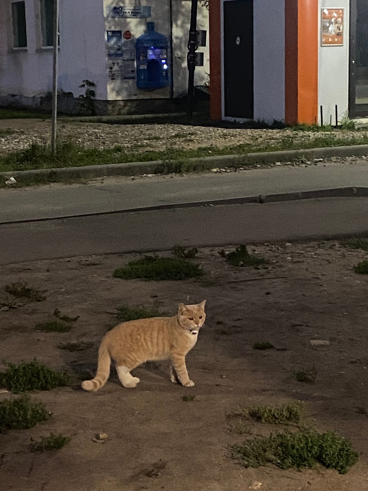 Объявление о питомце в Костроме — фото объявления