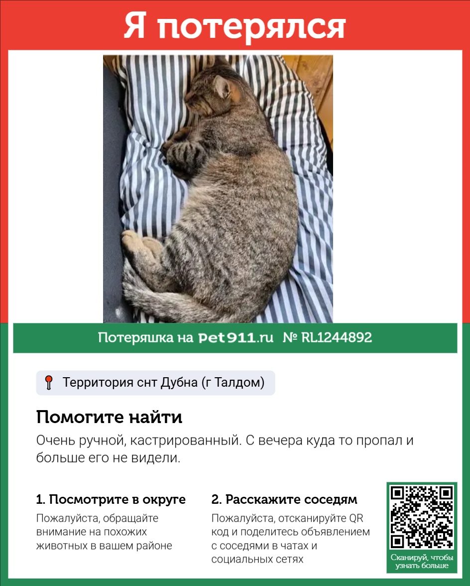 Найдена кошка в Реутове — фото объявления