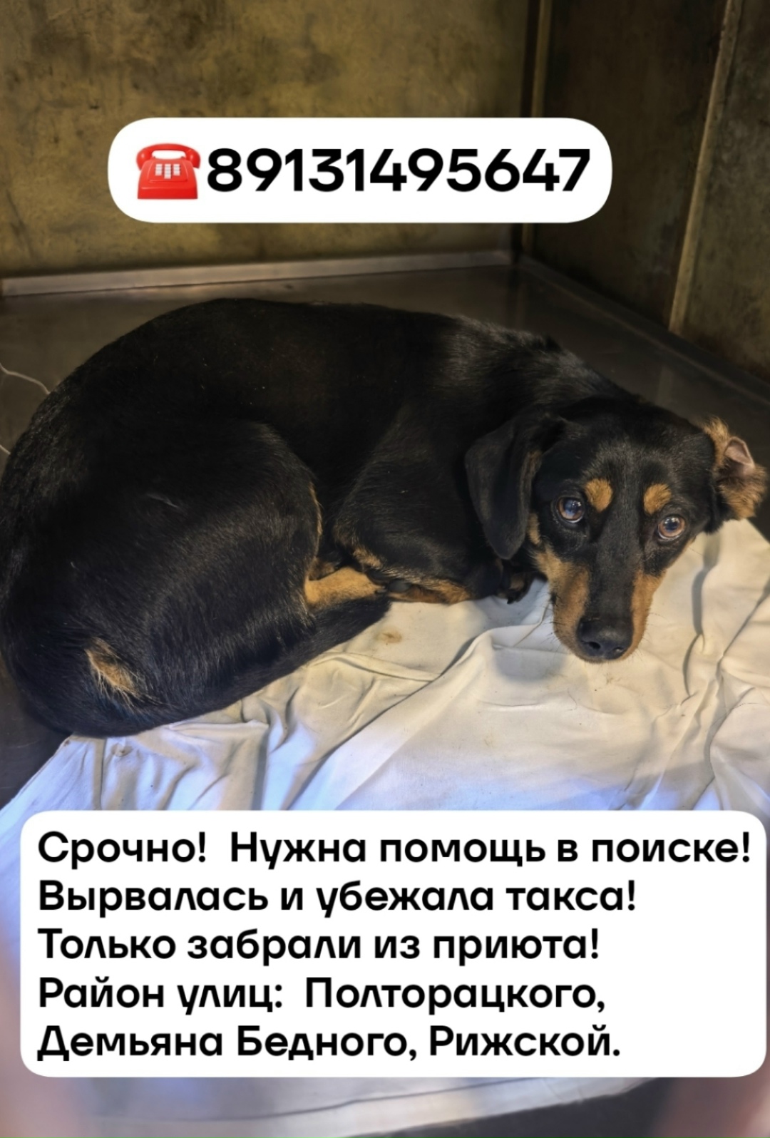Пропала собака в Омске — фото объявления