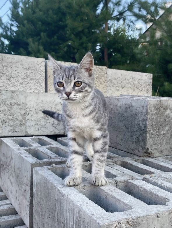 Пропала кошка в Домодедове — кличка АЙЗА