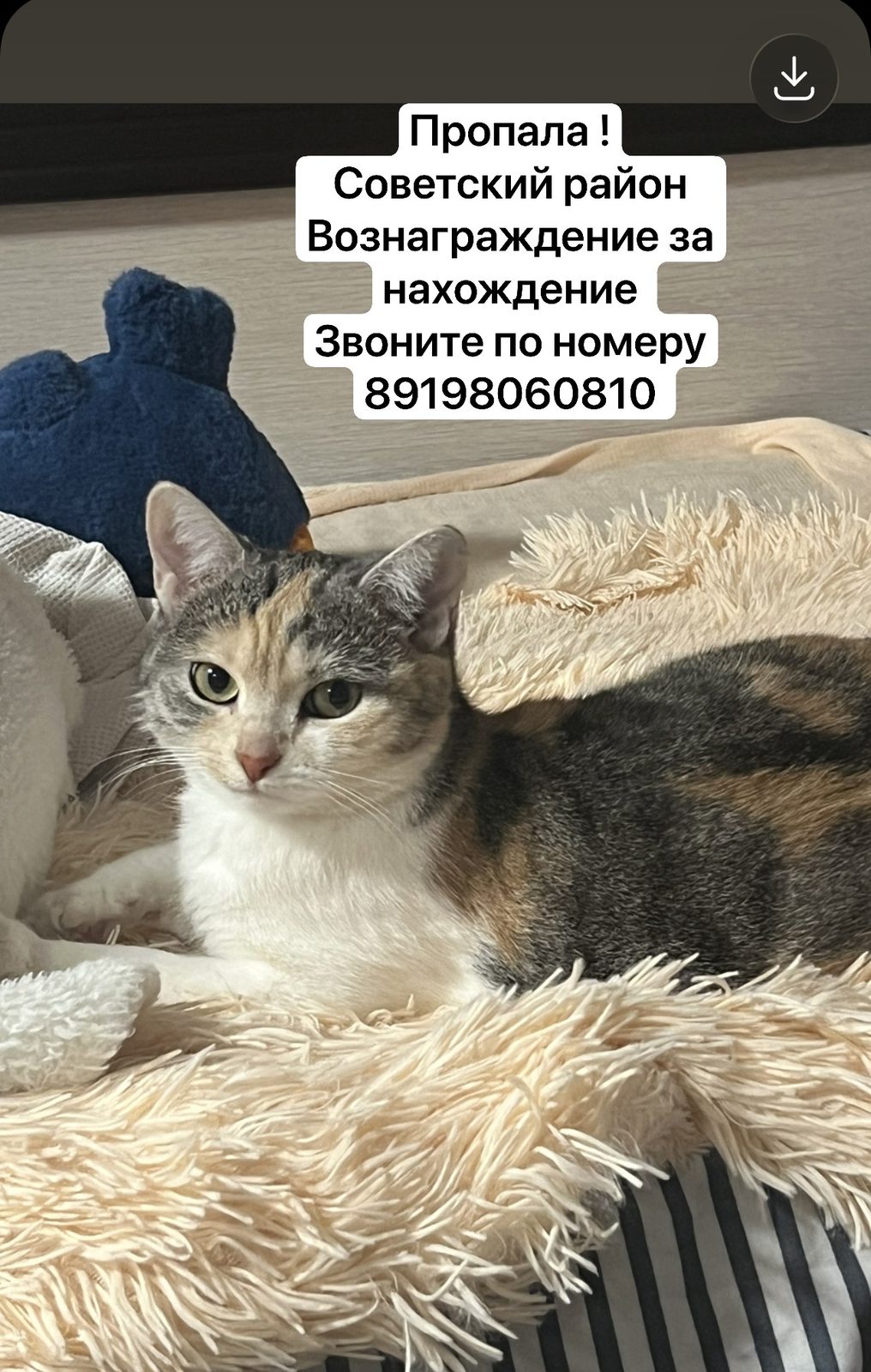 Пропала кошка в Самаре — фото объявления