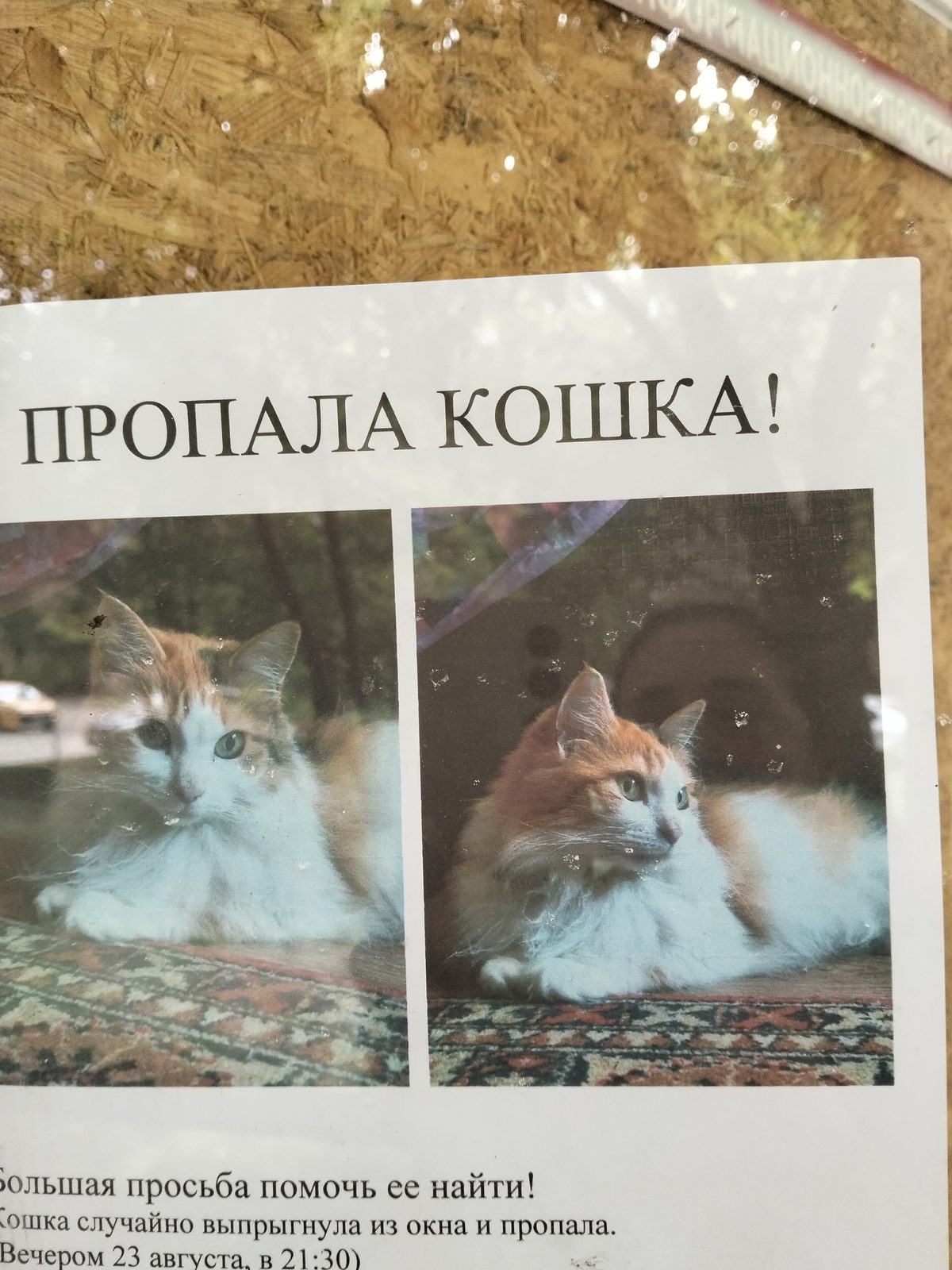 Пропала кошка в Москве — фото объявления