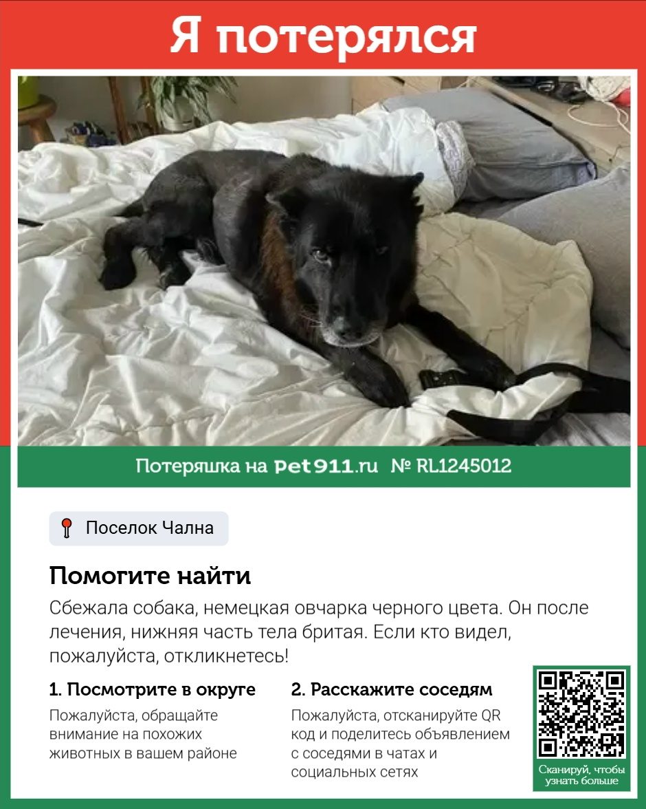 Найдена собака в Петрозаводске — фото объявления