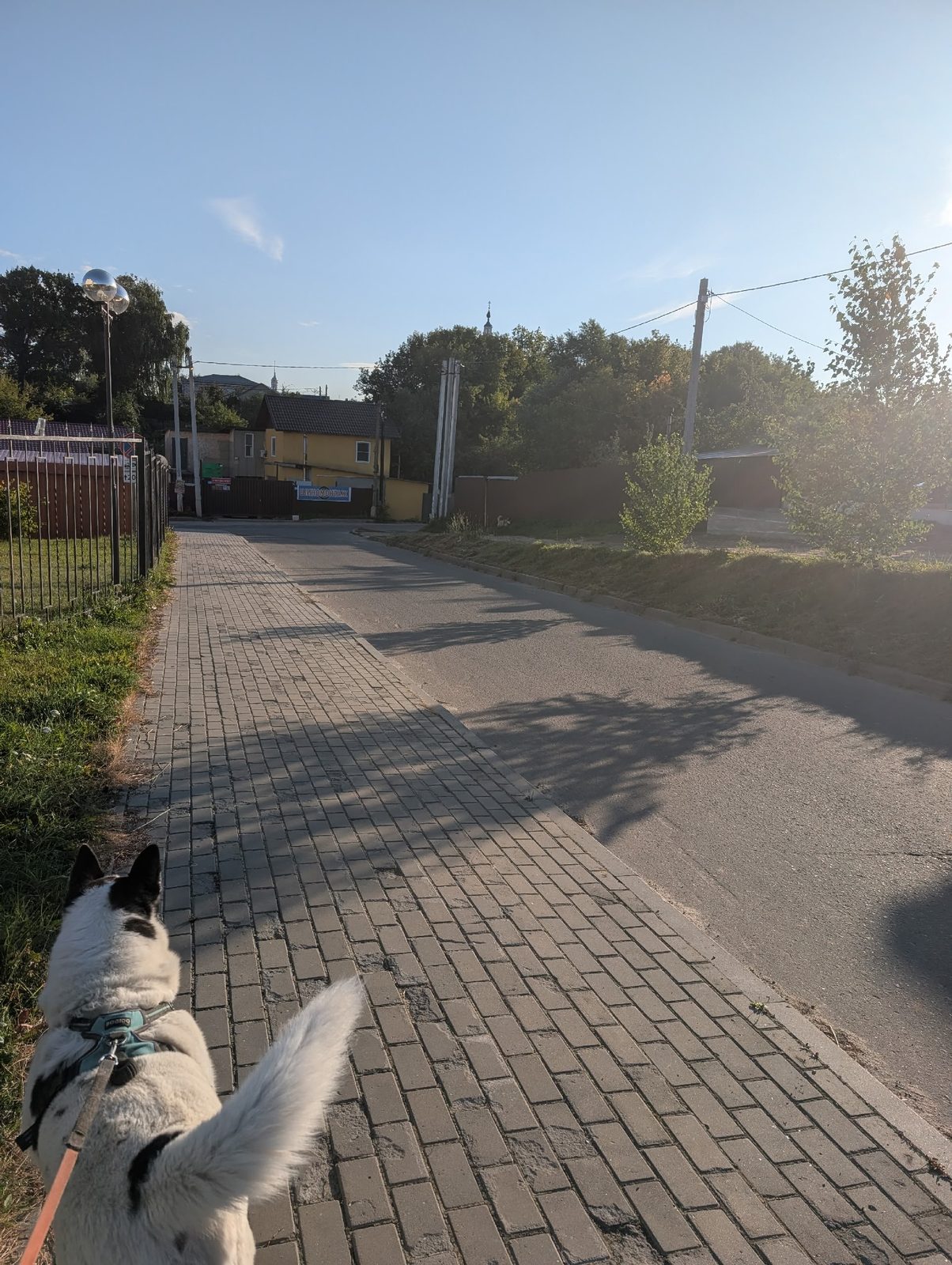 Найдена собака в Коломне — фото объявления