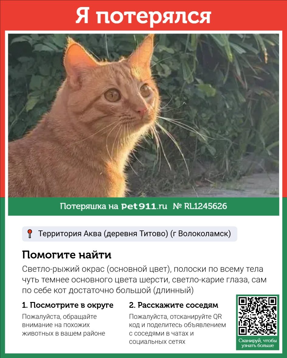 Найдена кошка в Реутове — фото объявления