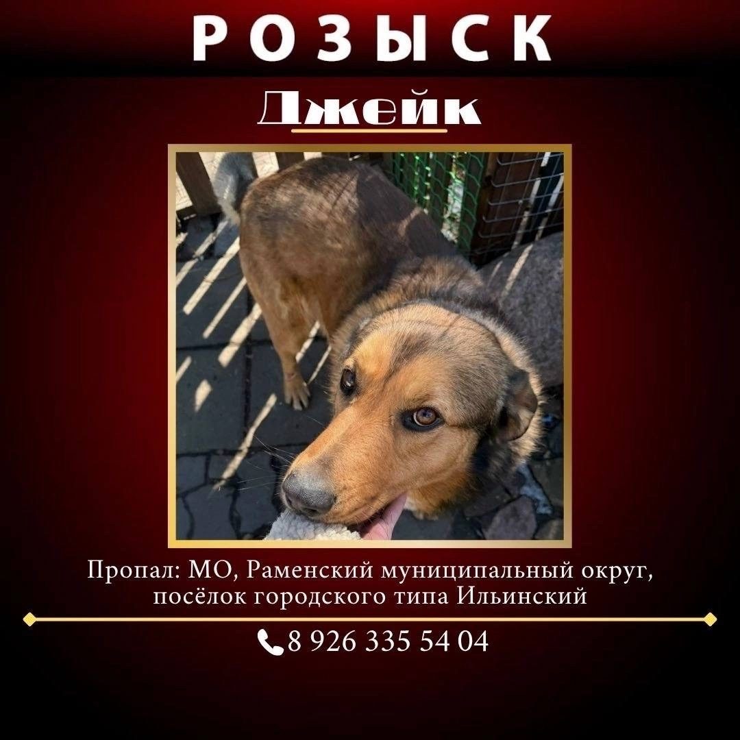 Найдена собака в Раменском — фото объявления