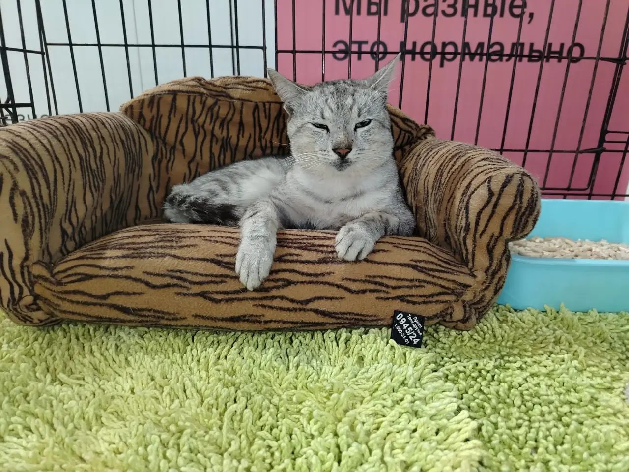 Найдена кошка в Самаре — Кот Вольская/Ново Вокзальная