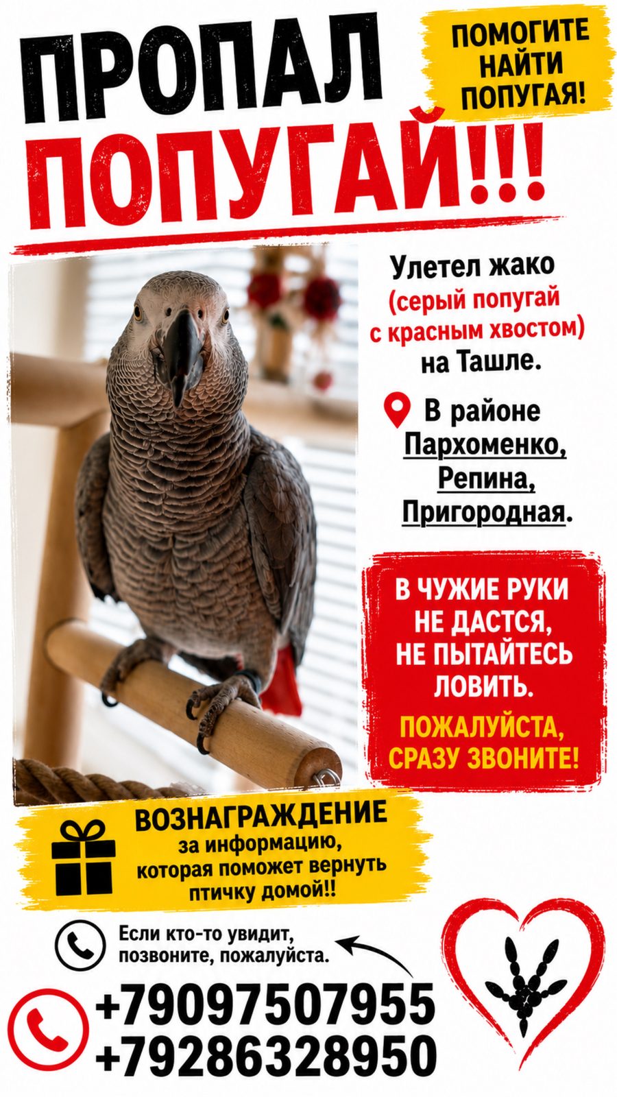 Объявление о питомце в Ставрополе — фото объявления