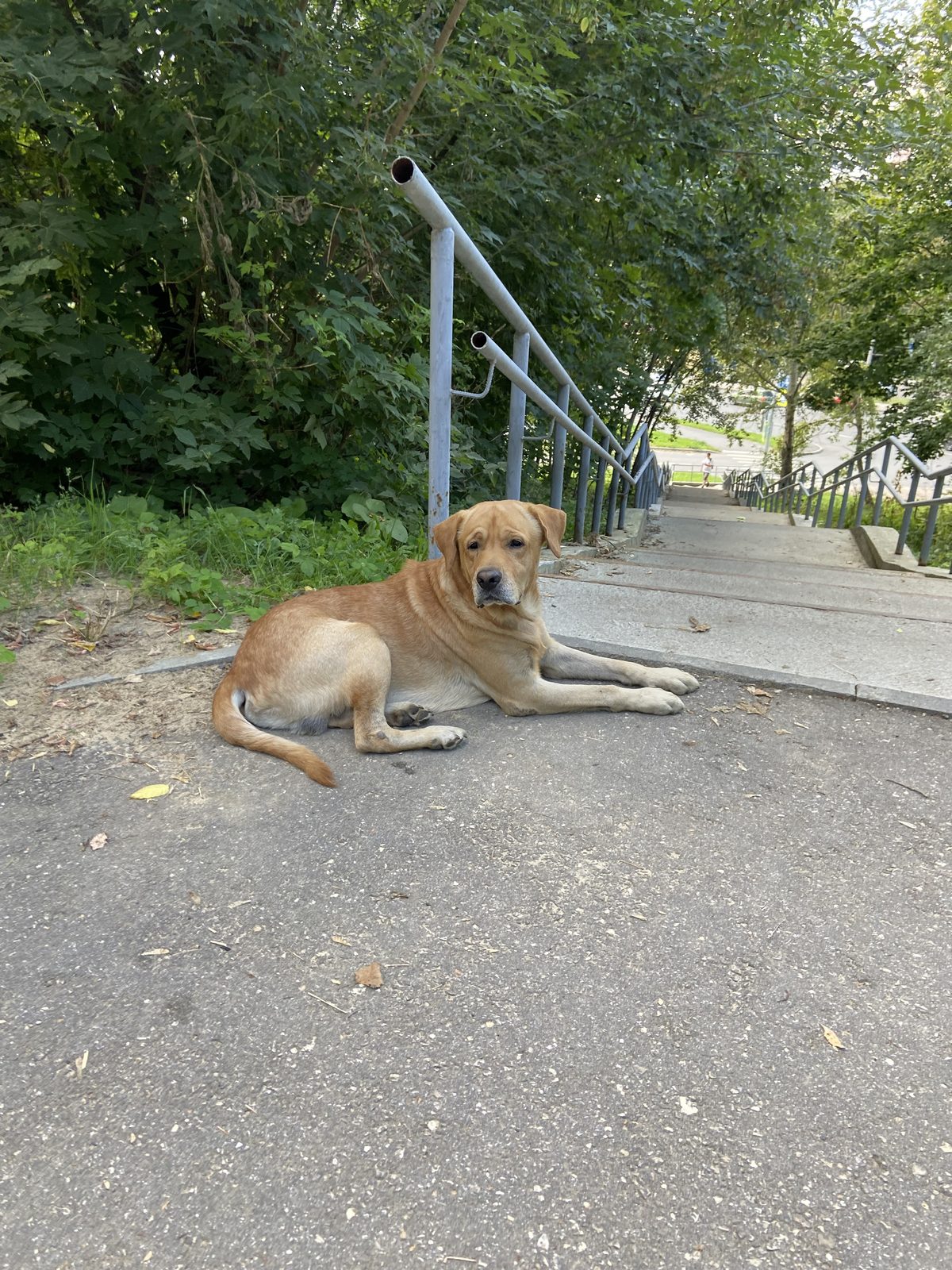 Найдена собака в Нижнем Новгороде — фото объявления