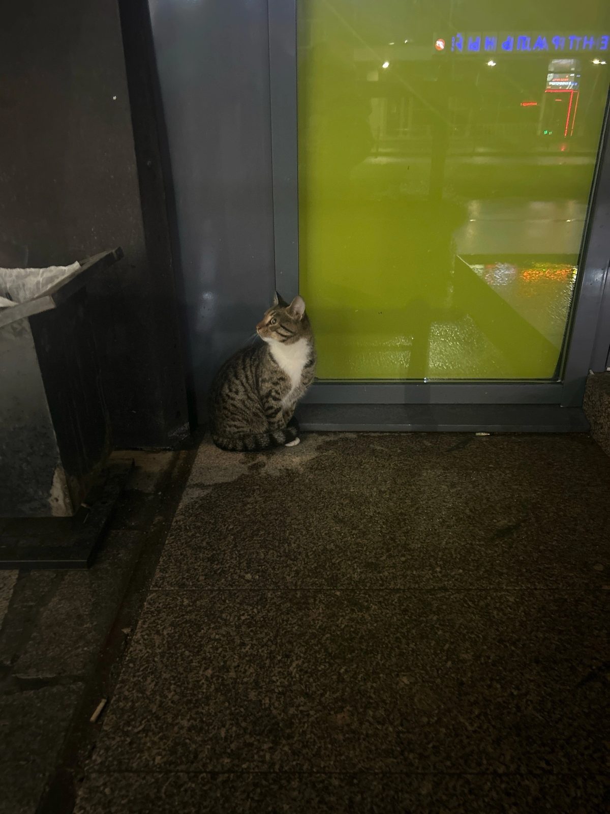 Найдена кошка в Петрозаводске — фото объявления
