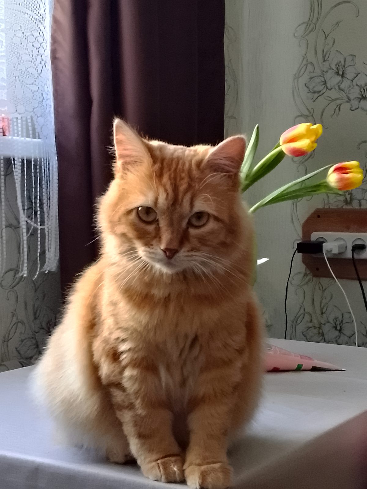 Пропала кошка в Павлове — фото объявления