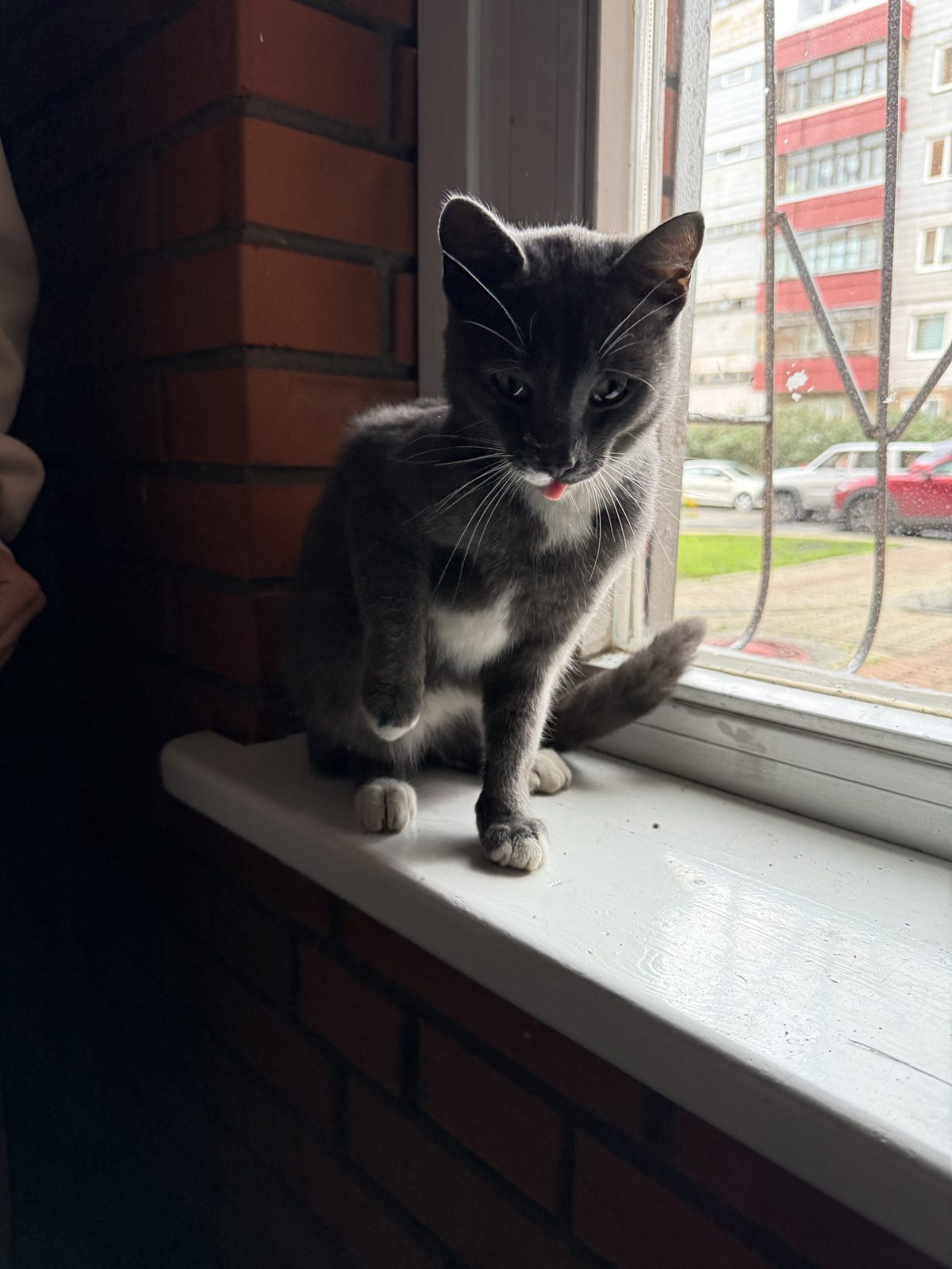 Найдена кошка в Кемерове — фото объявления