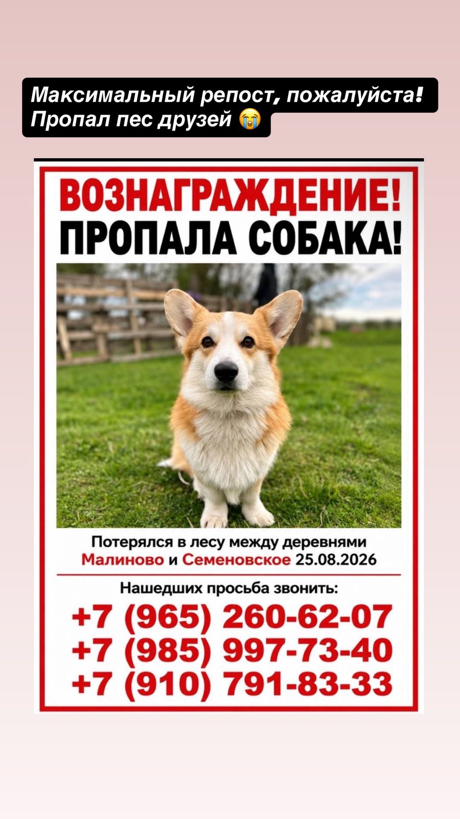 Пропала собака в Карабанове — Корги потерялся в лесу