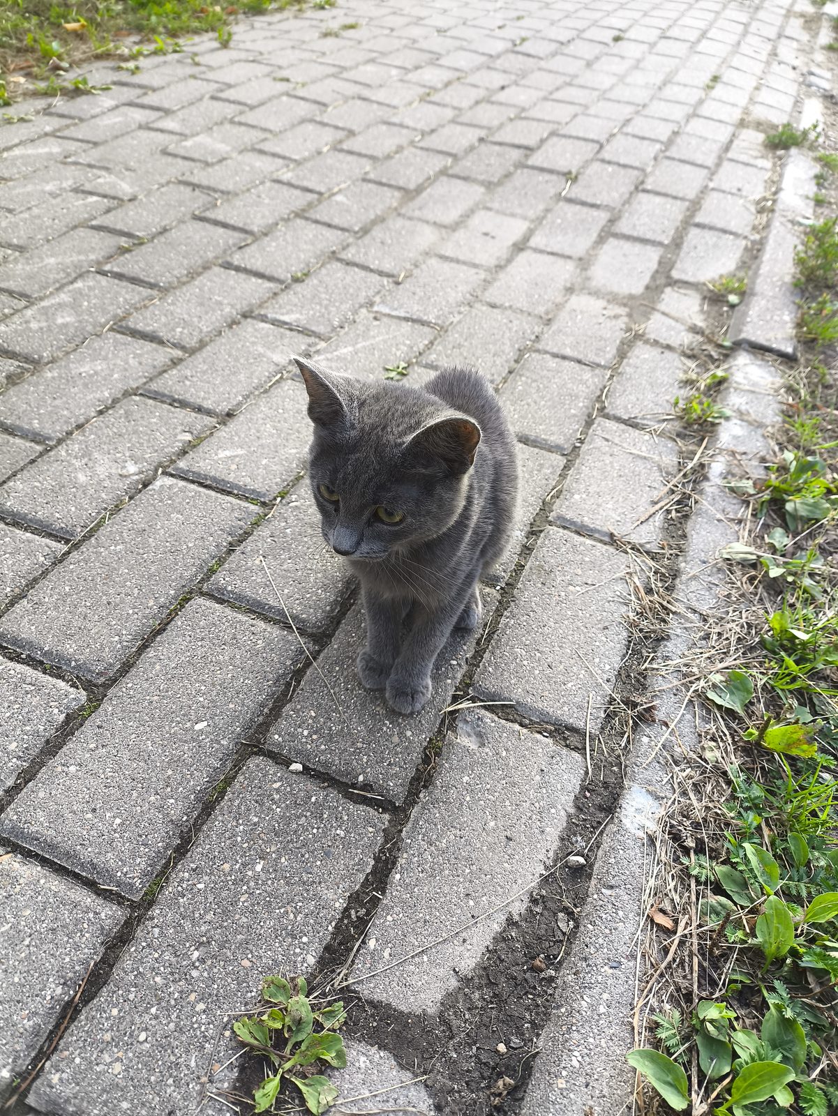 Найдена кошка в Калуге — Дымчатый котенок с черным ошенником