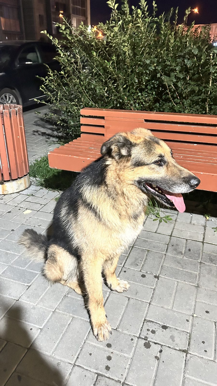 Найдена собака в Челябинске — Бегает овчарка