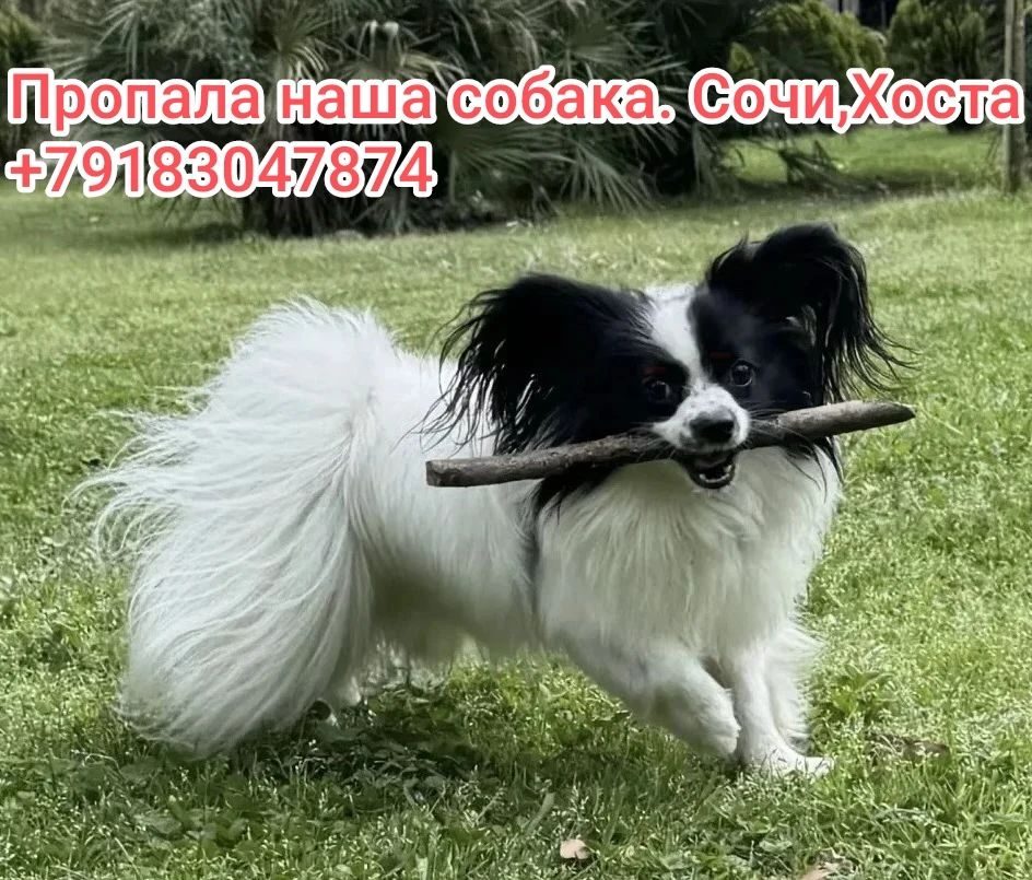 Пропала собака в Сочи — фото объявления