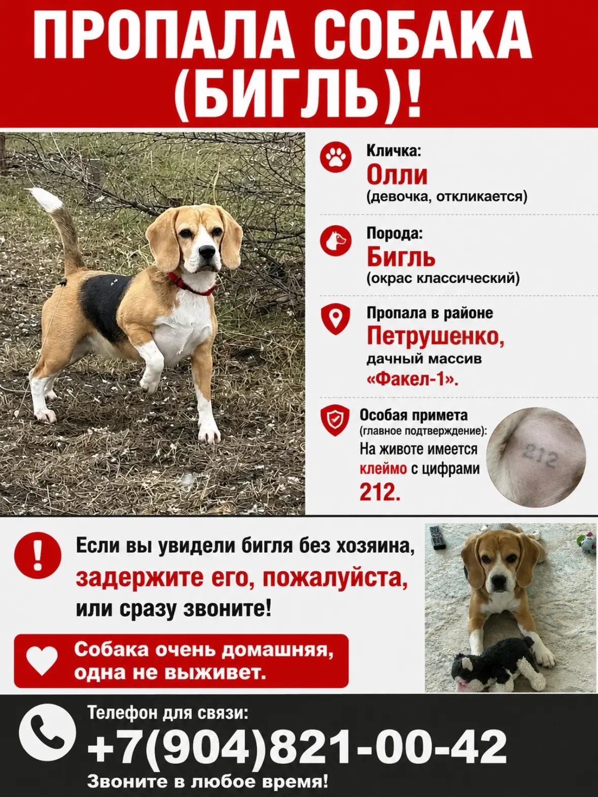 Пропала собака в Омске — фото объявления