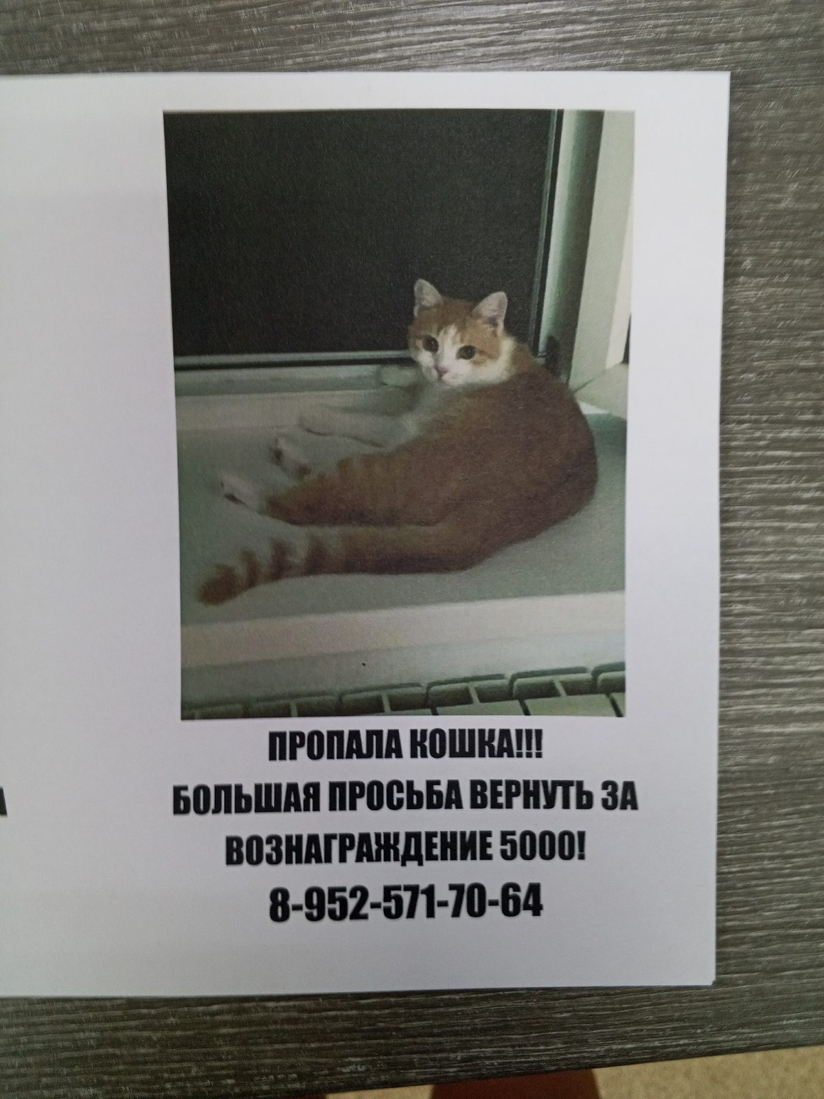 Найдена кошка в Таганроге — фото объявления