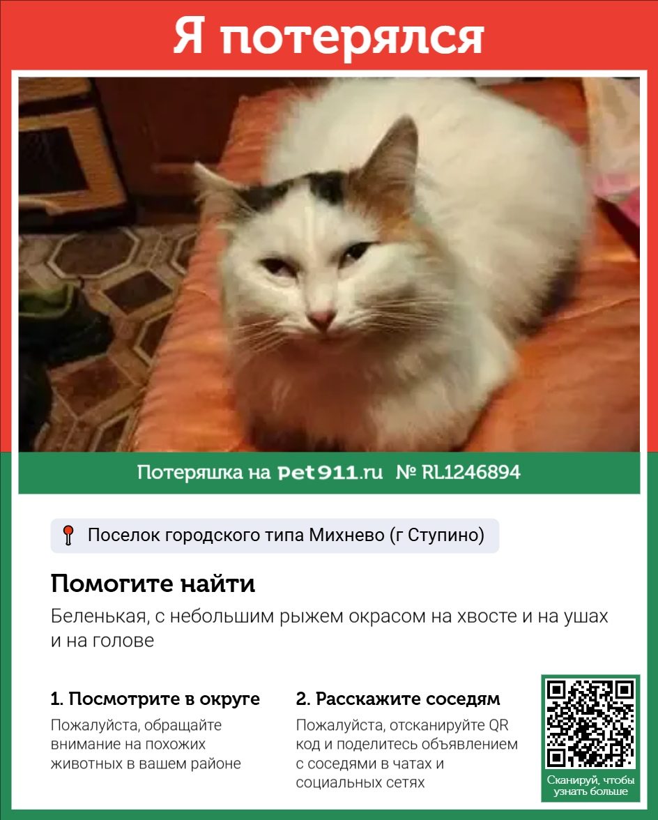 Найдена кошка в Реутове — фото объявления