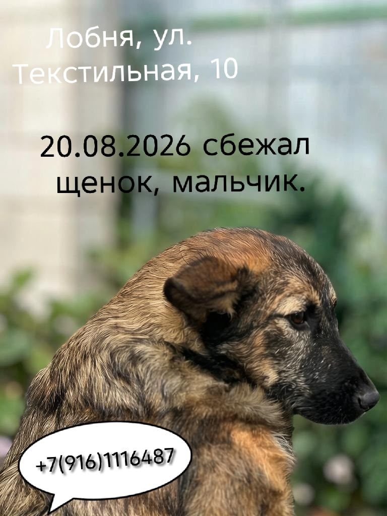 Найдена собака в Лобне — фото объявления