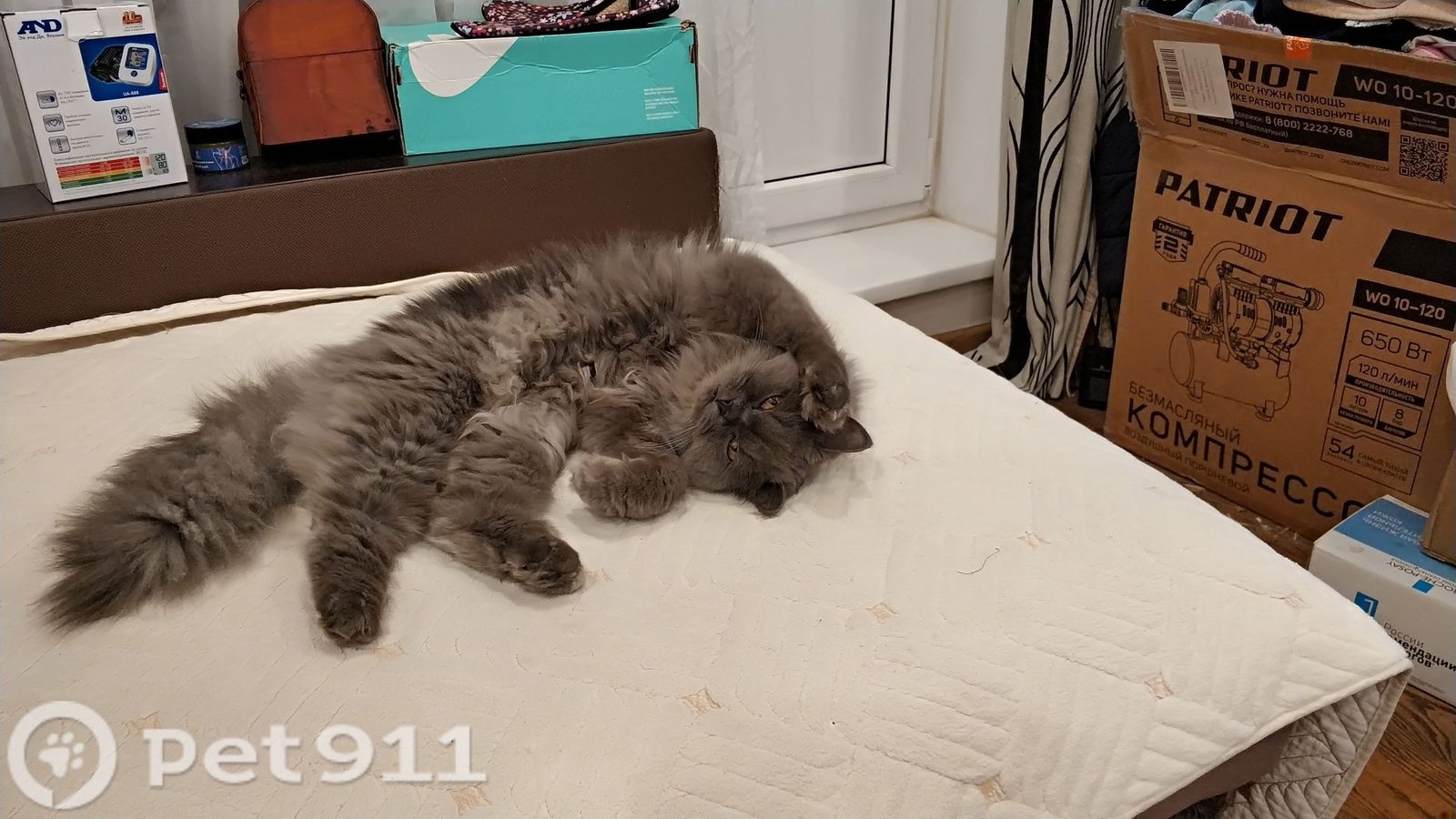 Найдена кошка в Гатчине — фото объявления